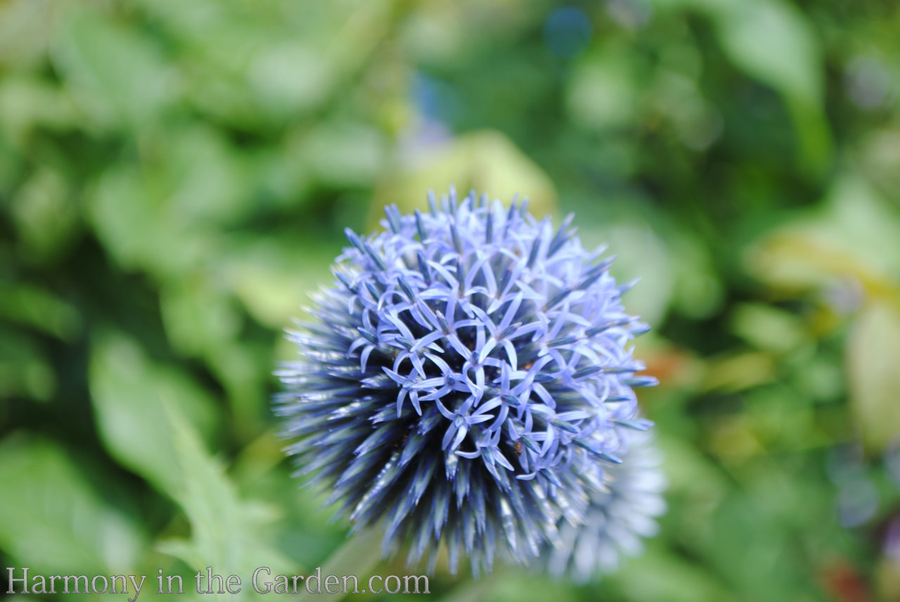 ball-shaped flower