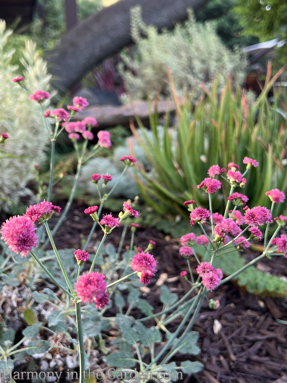 ball-shaped flower