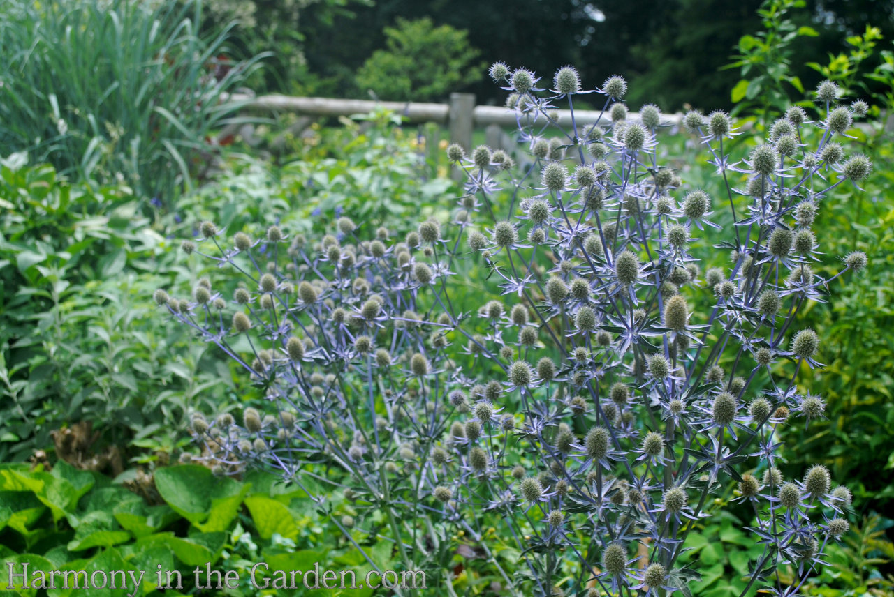 light airy garden