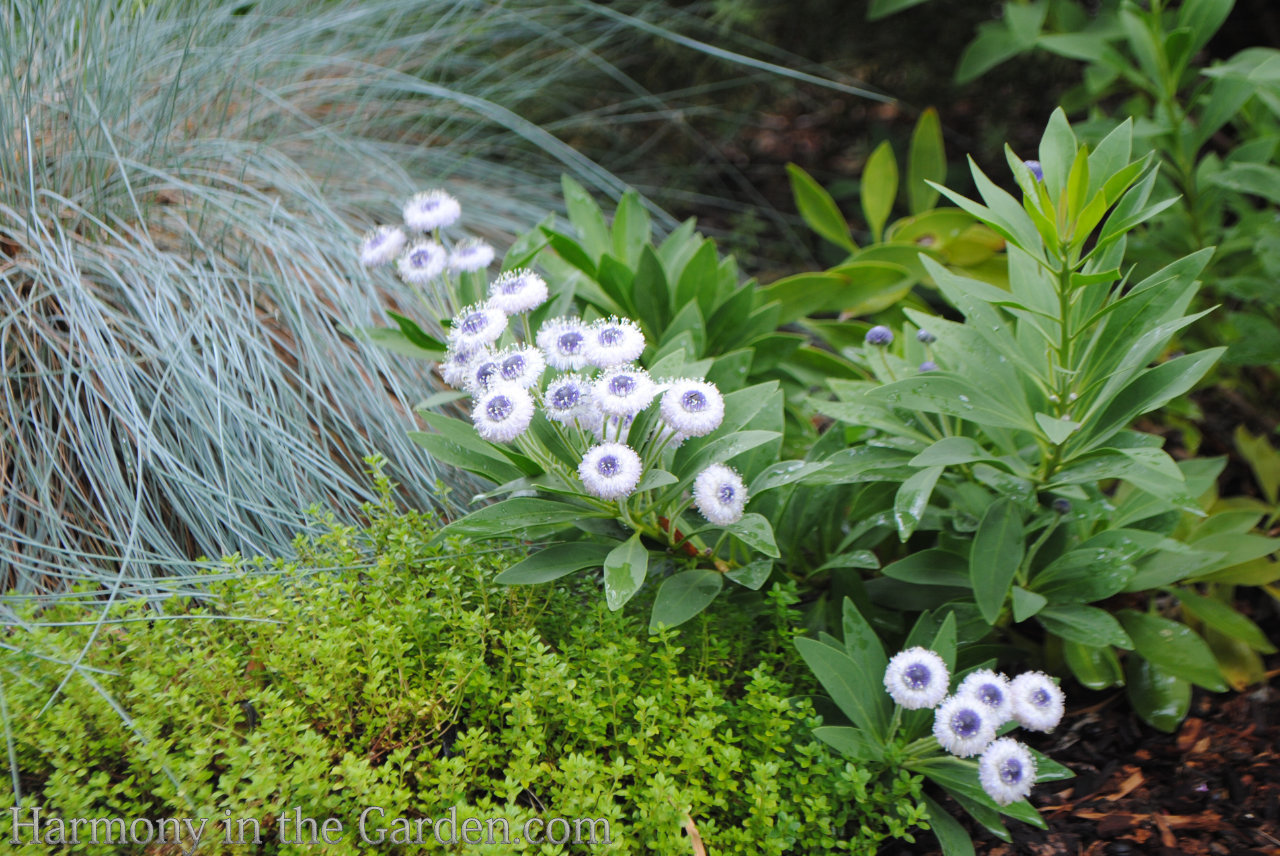 designing with ball-shaped flowers