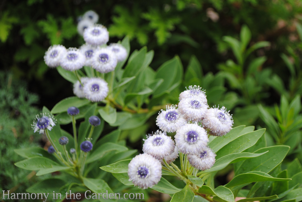 ball-shaped flower