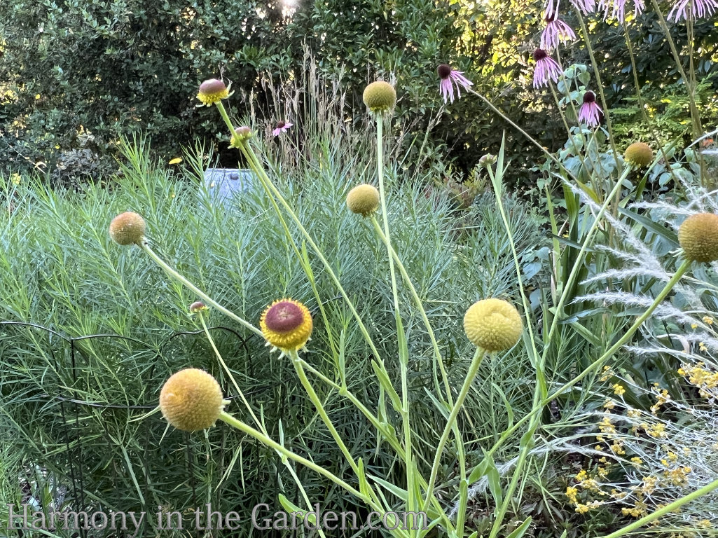 ball shaped native flowers