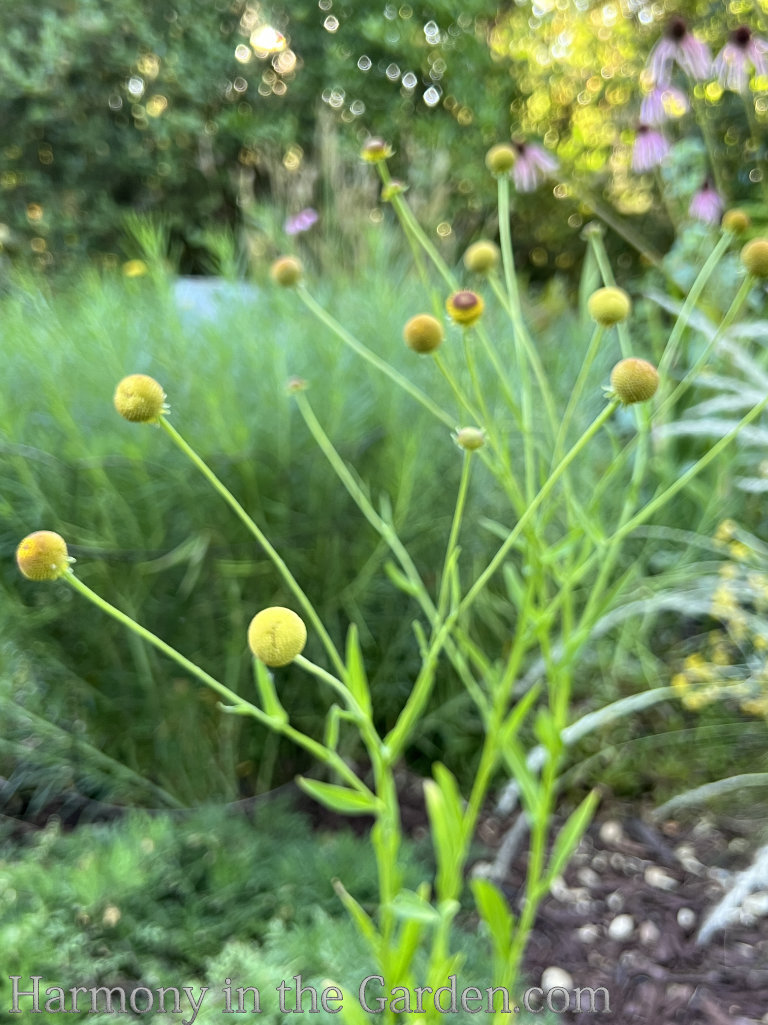 CA native plants