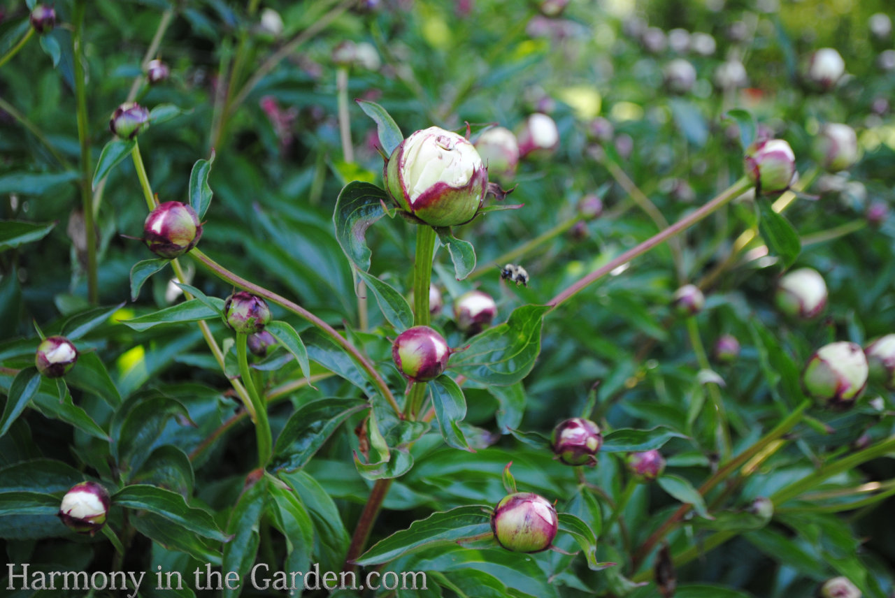 ball-shaped flowers