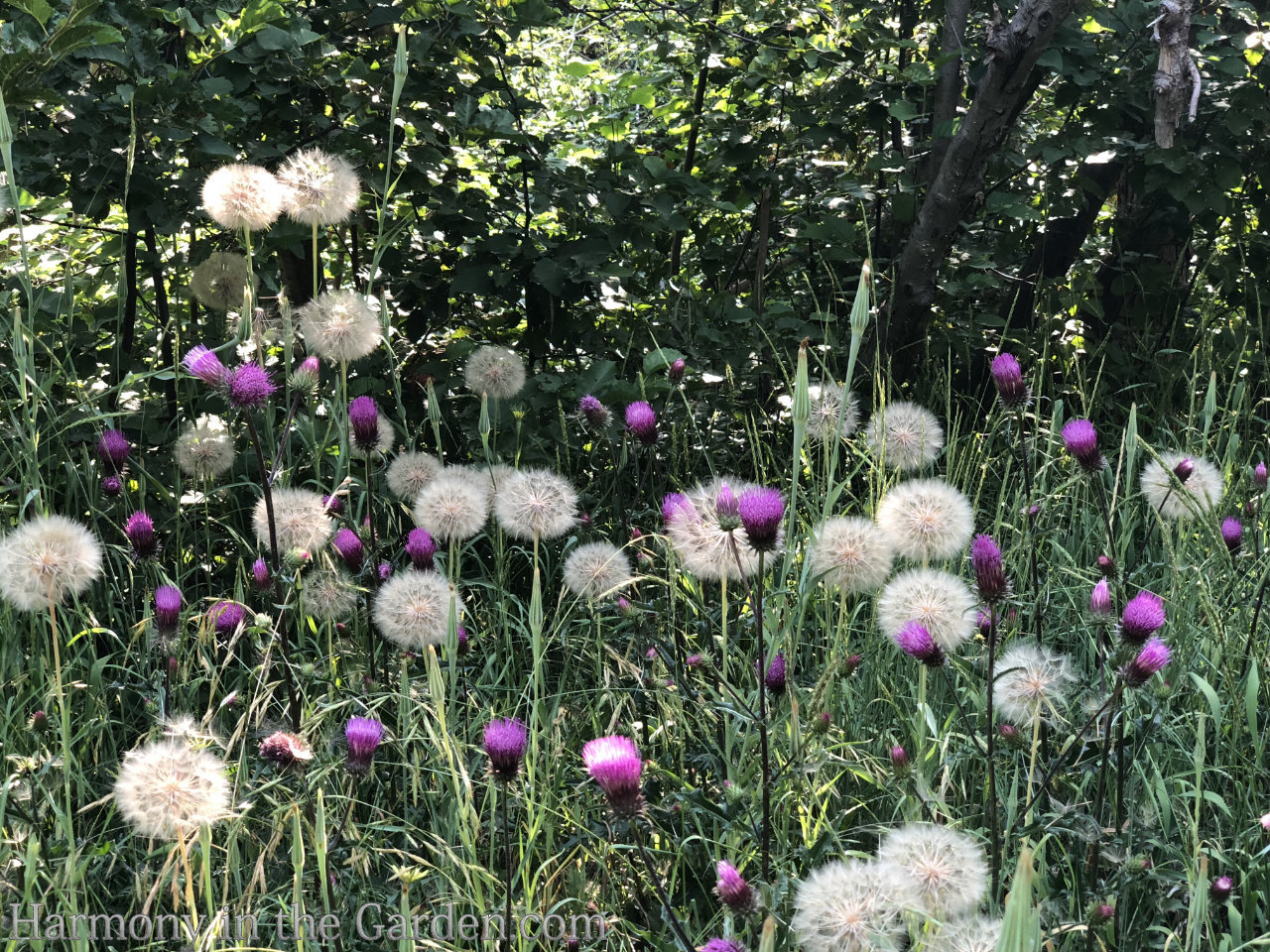 designing ball-shaped flowers