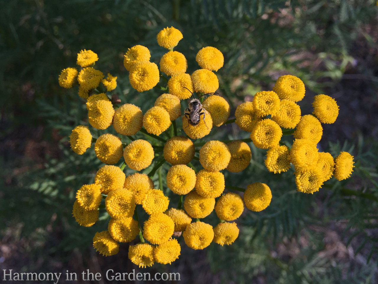 ball-shaped flowers