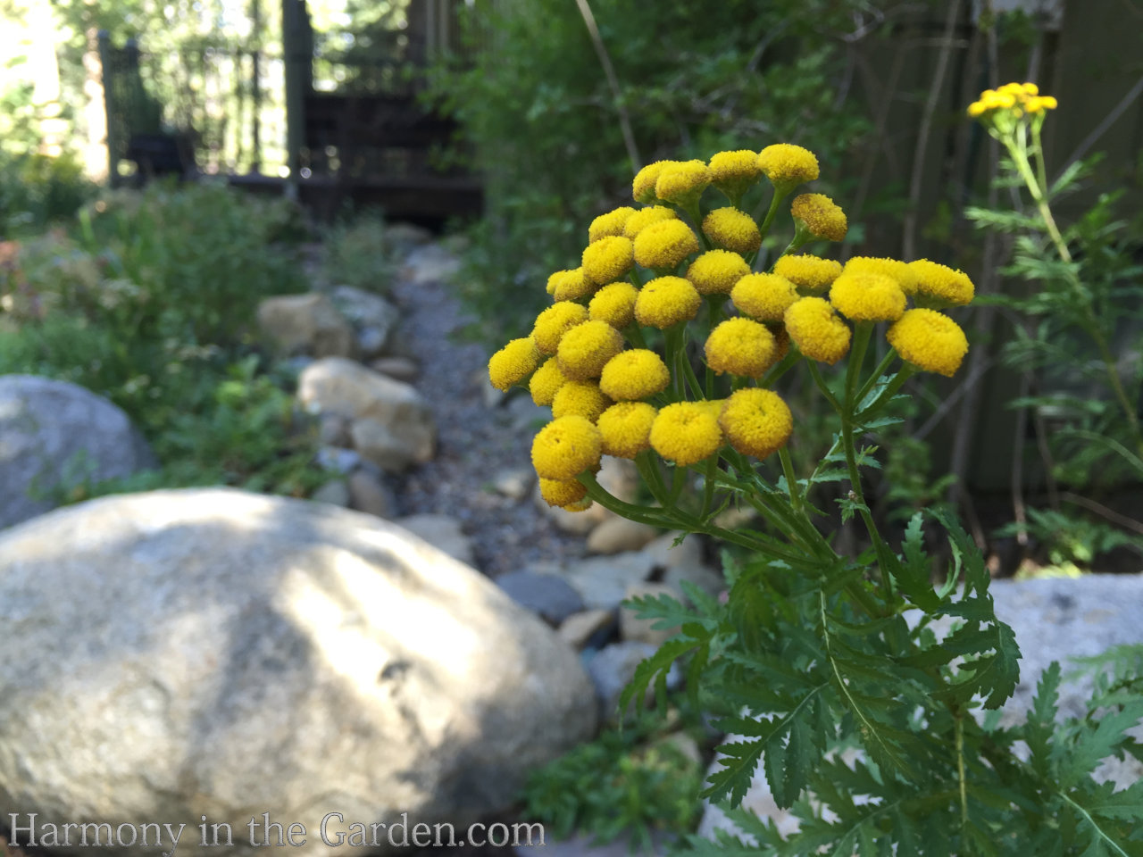 ball-shaped flowers