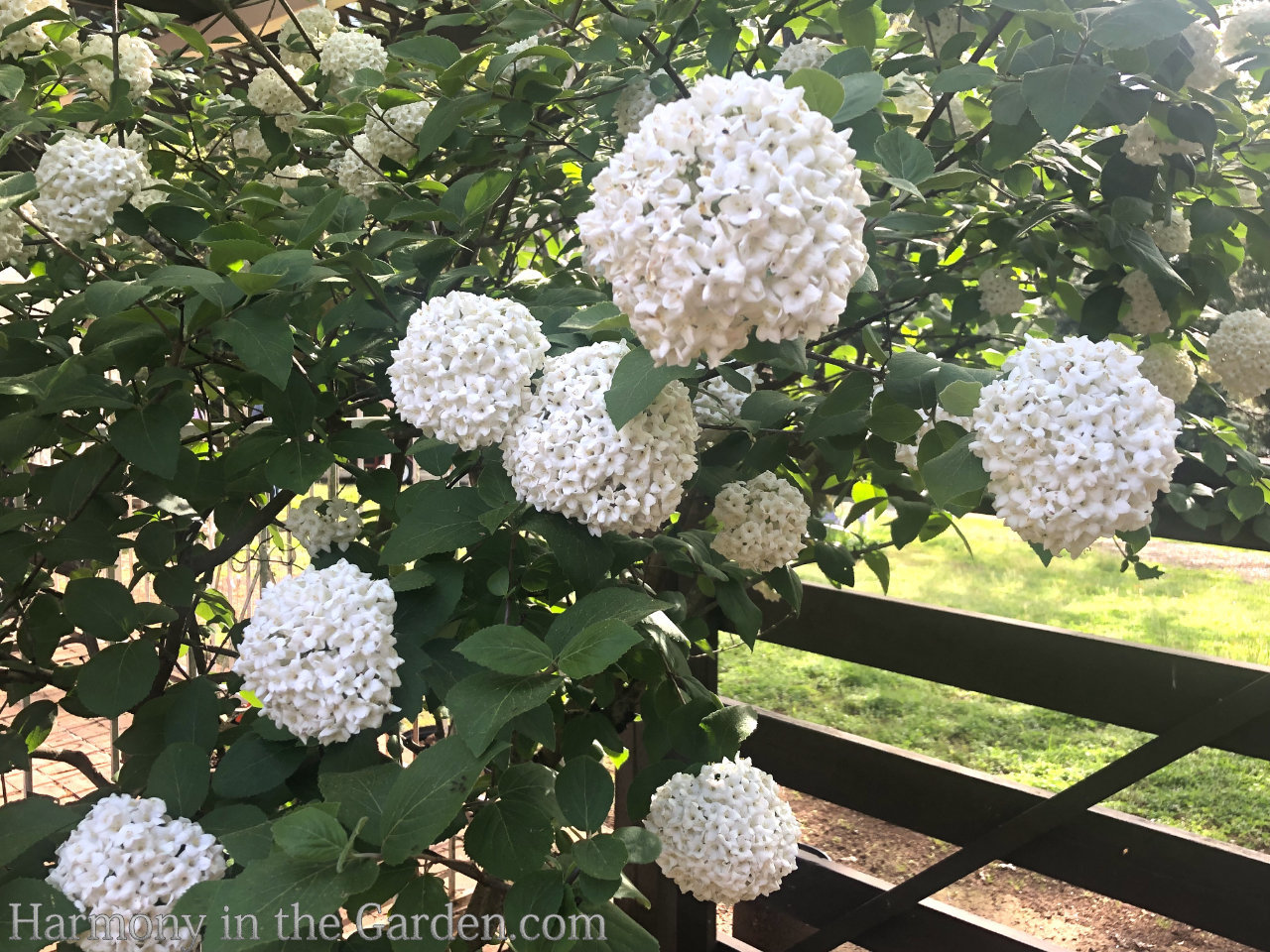 ball-shaped flowers