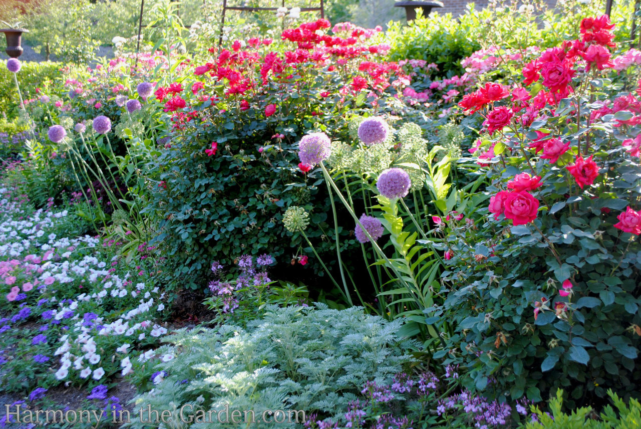 ball-shaped flowers