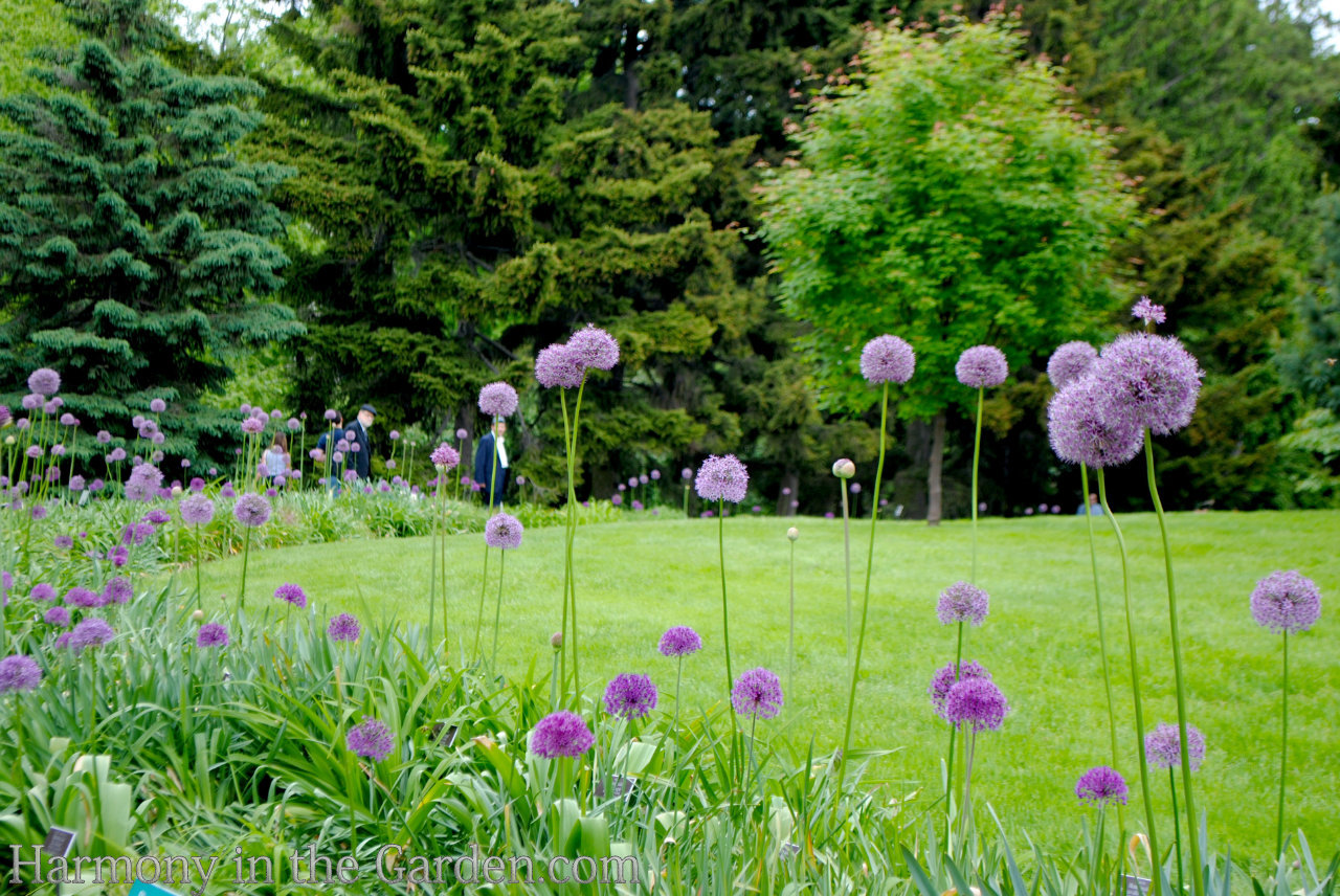 ball-shaped flowers