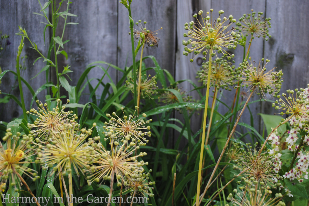 designing with ball-shaped flowers