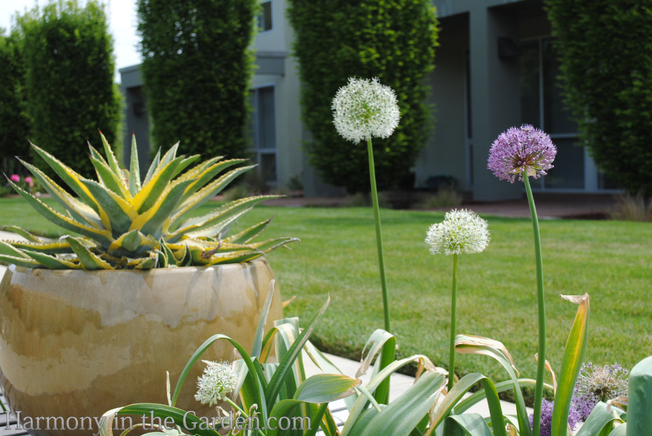 designing with ball-shaped flowers