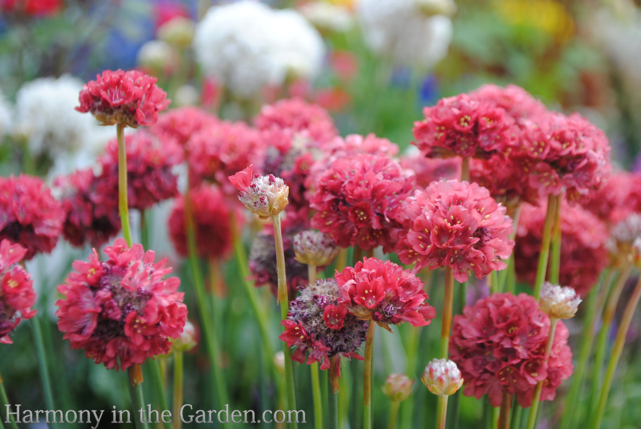 designing with ball-shaped flowers