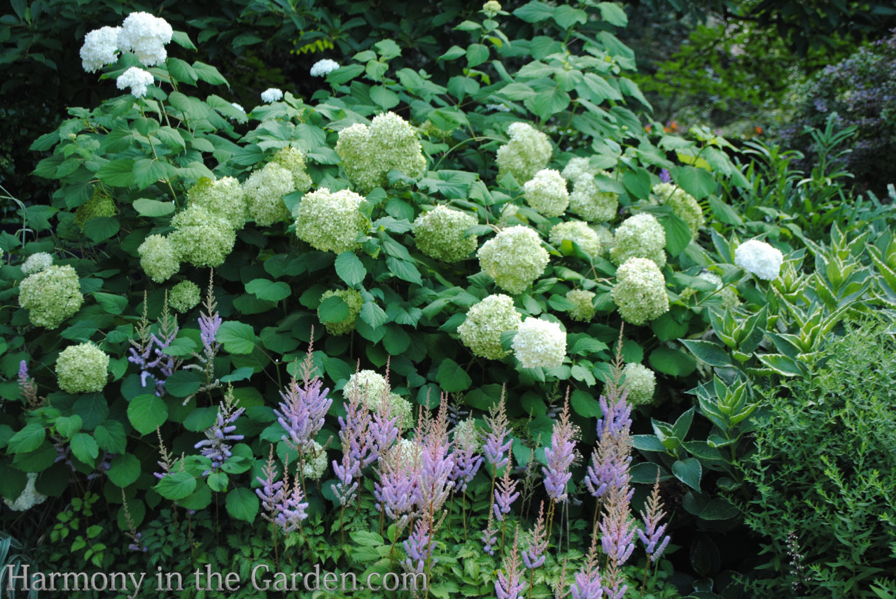 designing with ball-shaped flowers