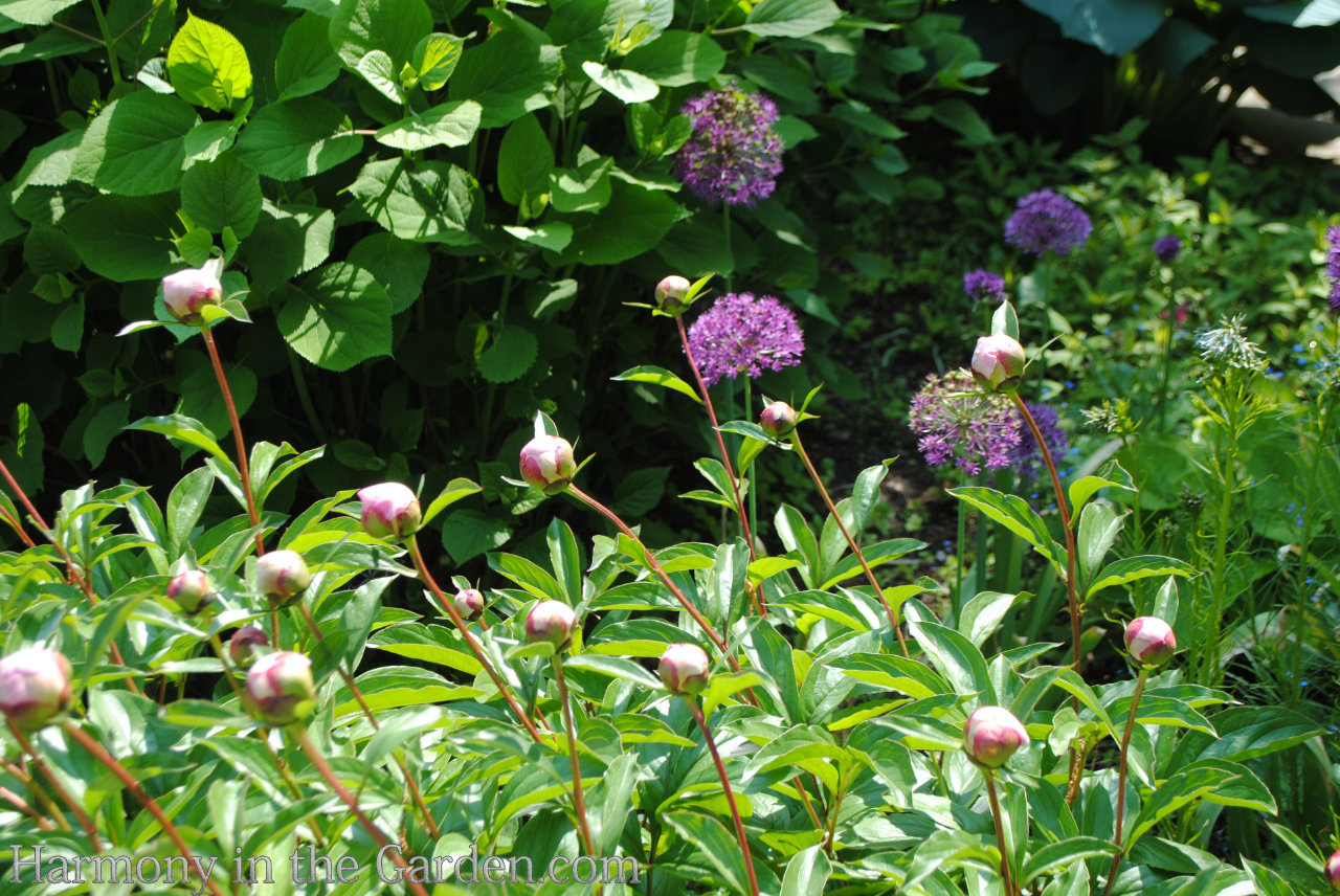 ball-shaped flowers