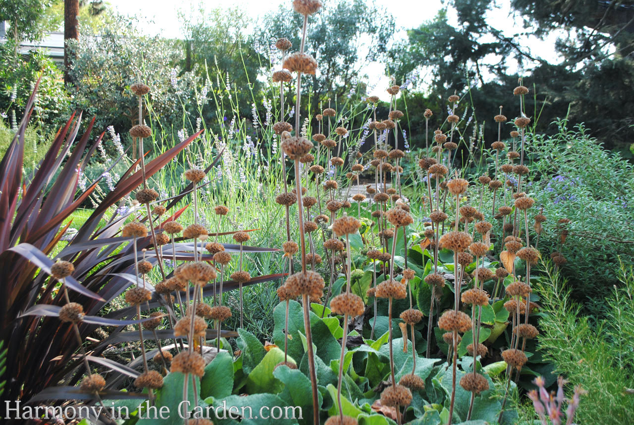 ball-shaped flowers