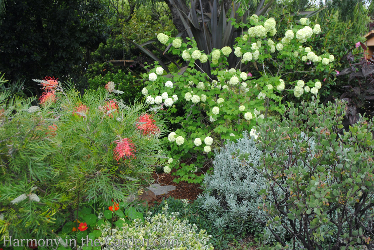 ball-shaped flowers