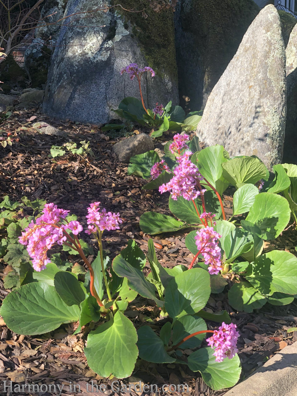 planting around roots