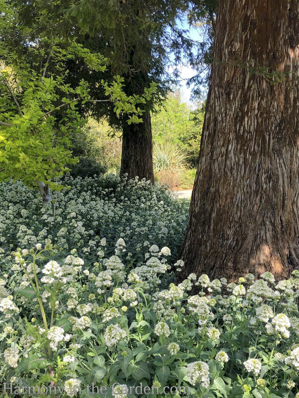 planting around tree roots