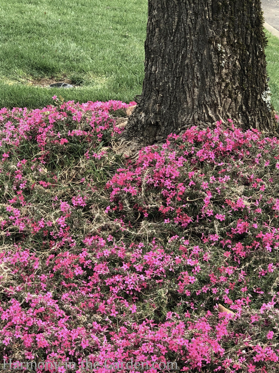 planting under trees