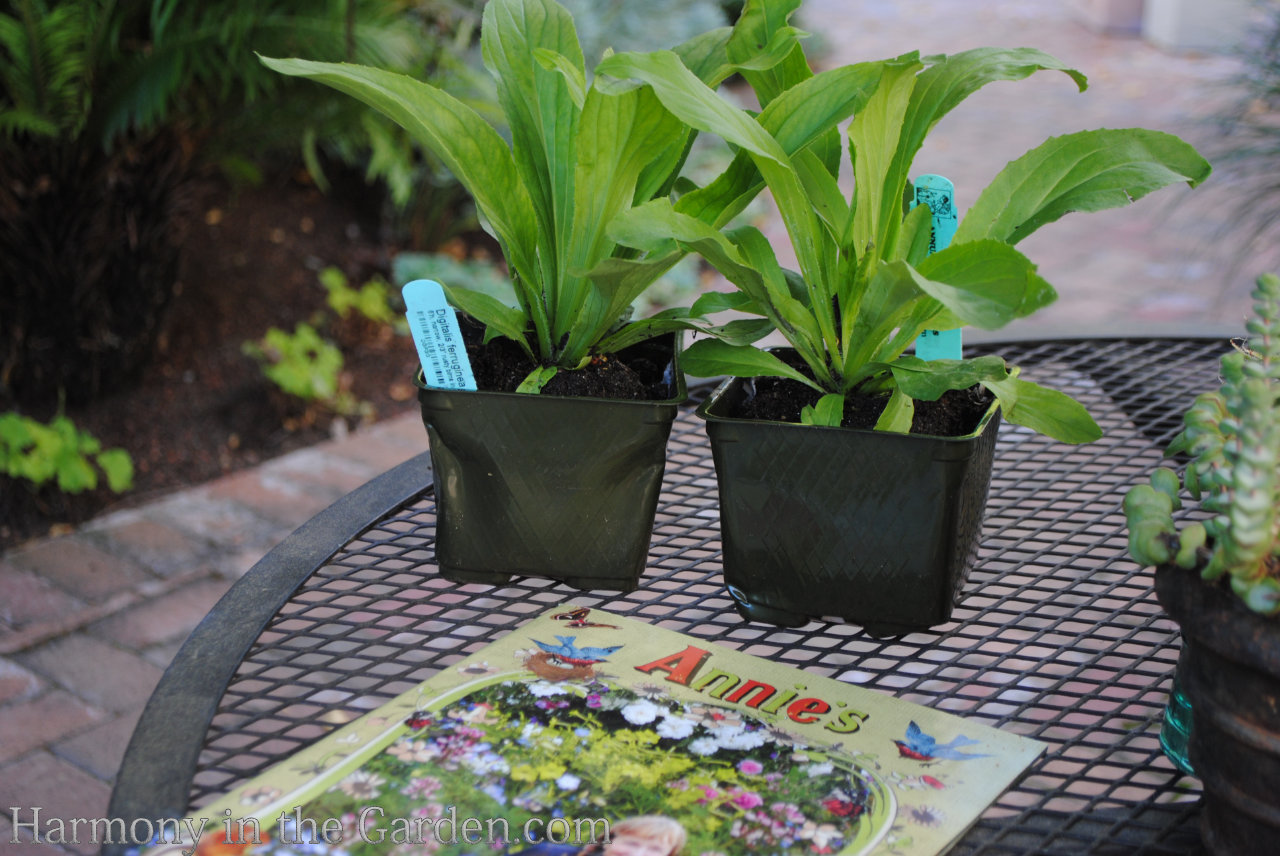 planting near tree roots