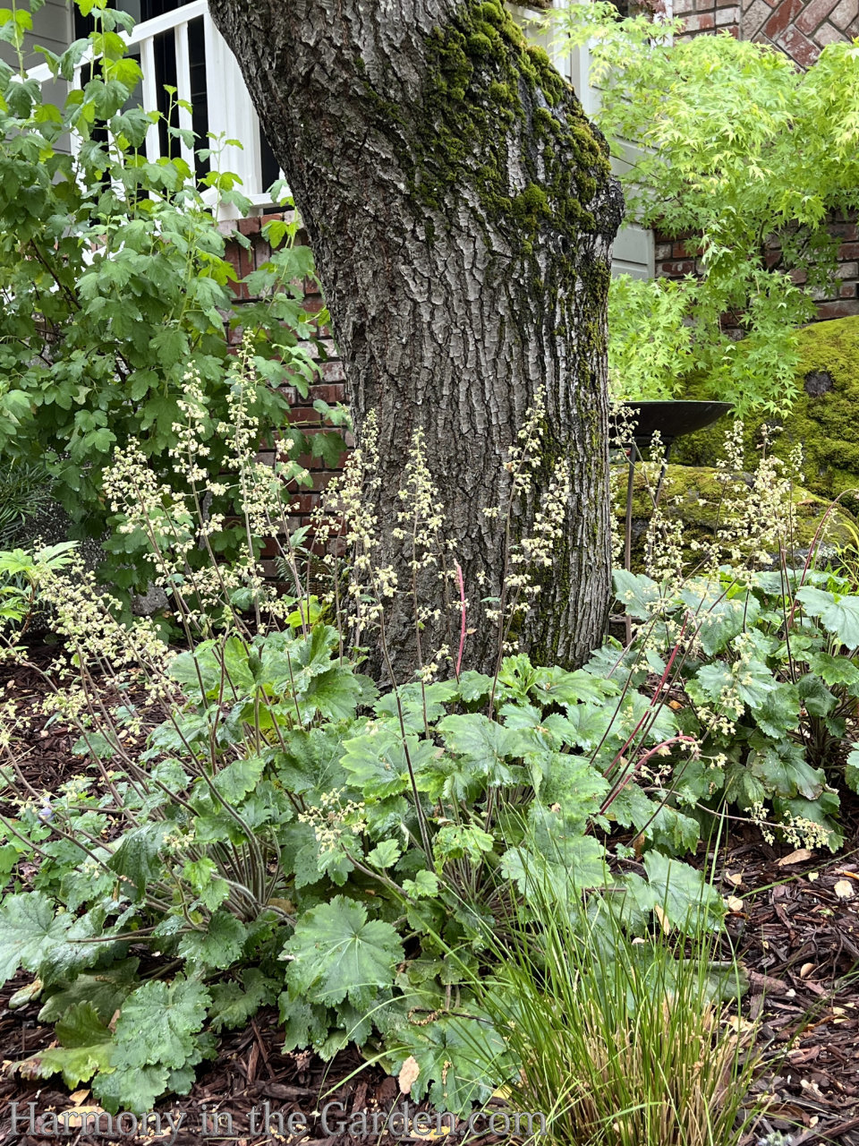 tree root plantings