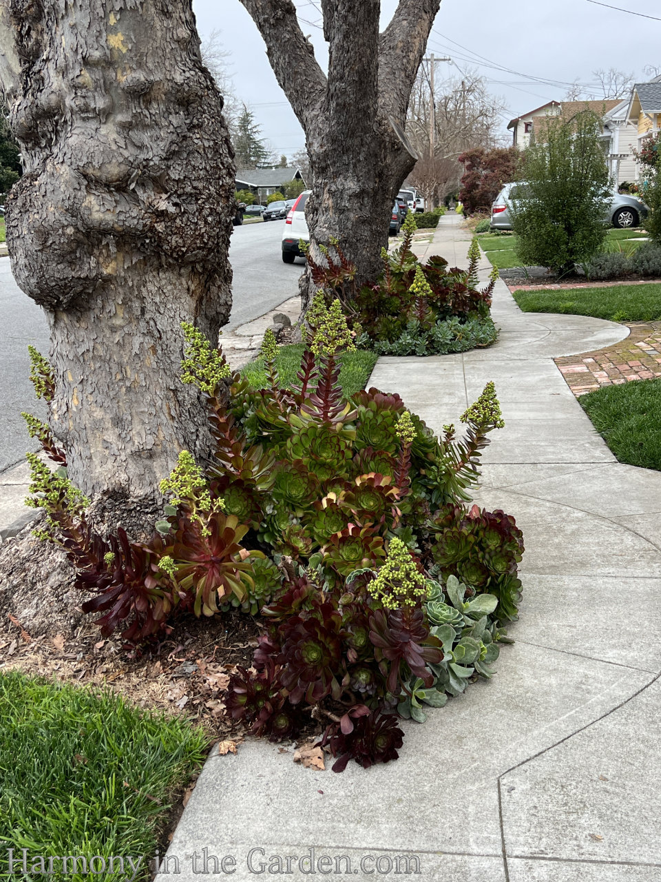 tree roots