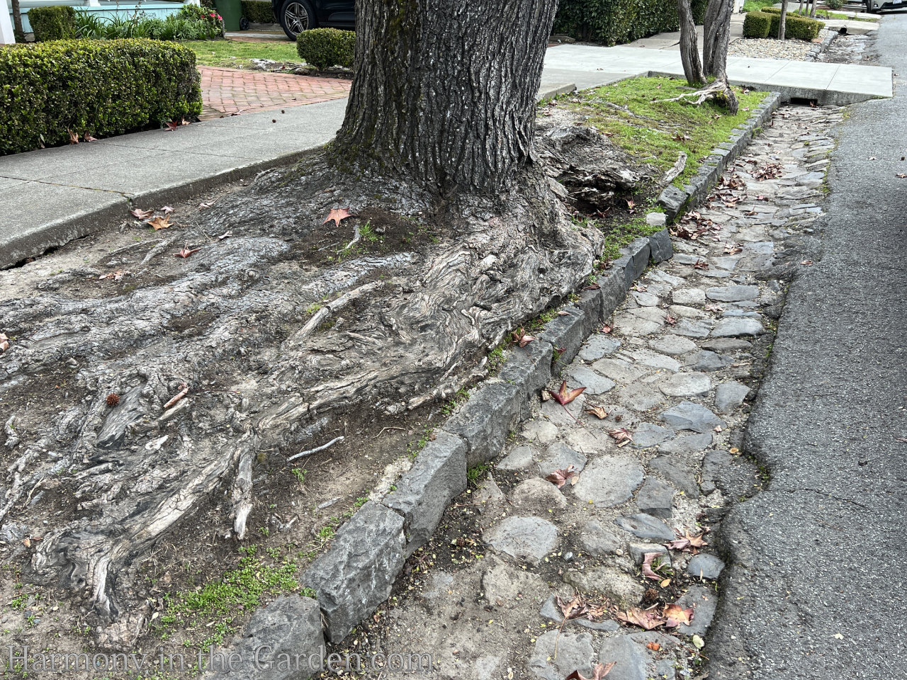 planting around tree roots