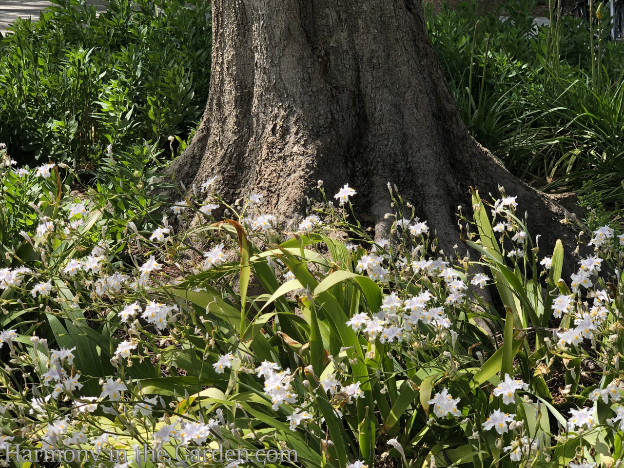 tree root plantings