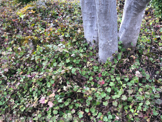 Planting Around Tree Roots - Harmony in the Garden