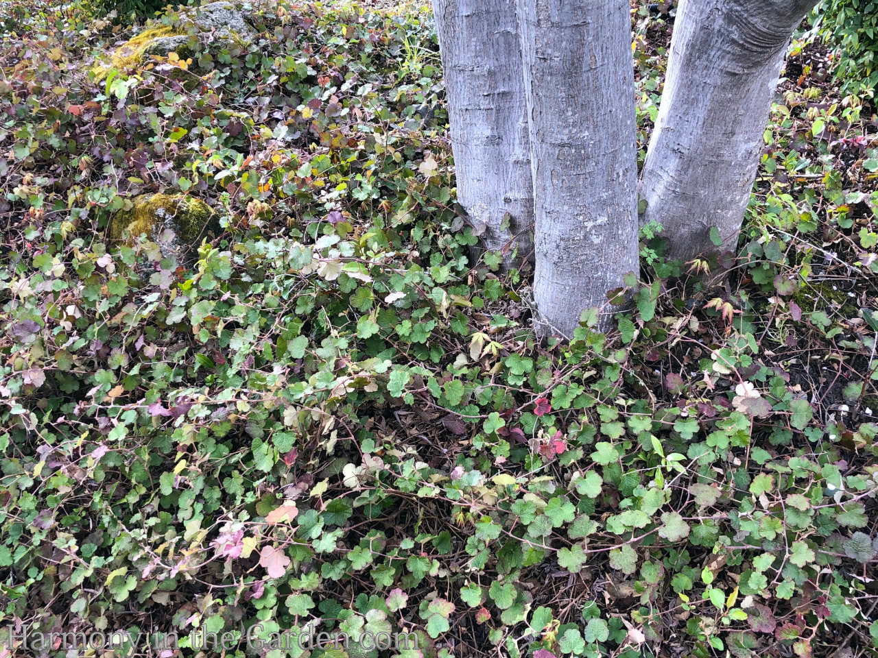 Planting around tree roots