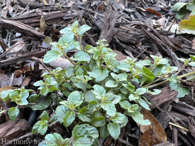 Planting Around Tree Roots - Harmony in the Garden