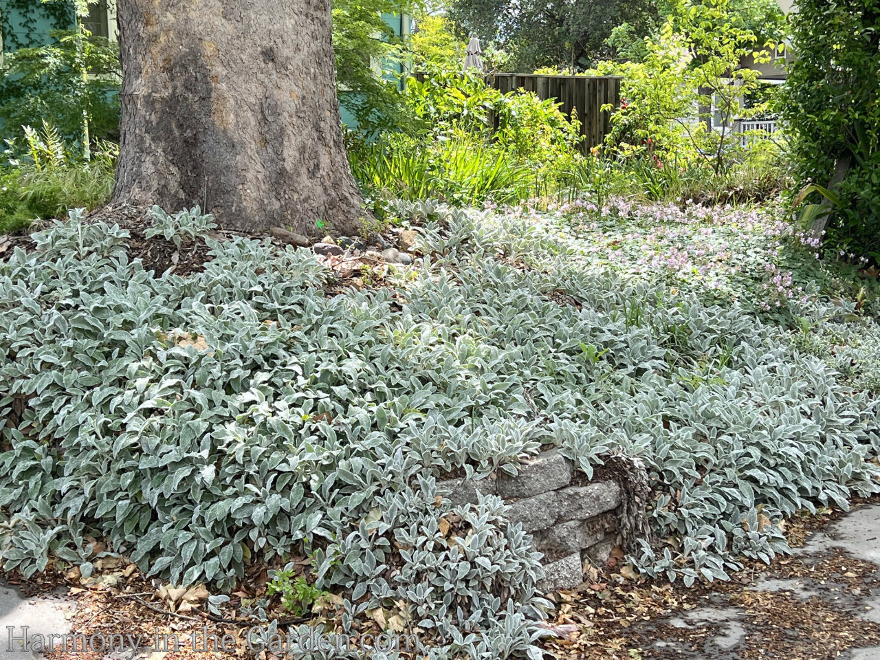 Planting around tree roots