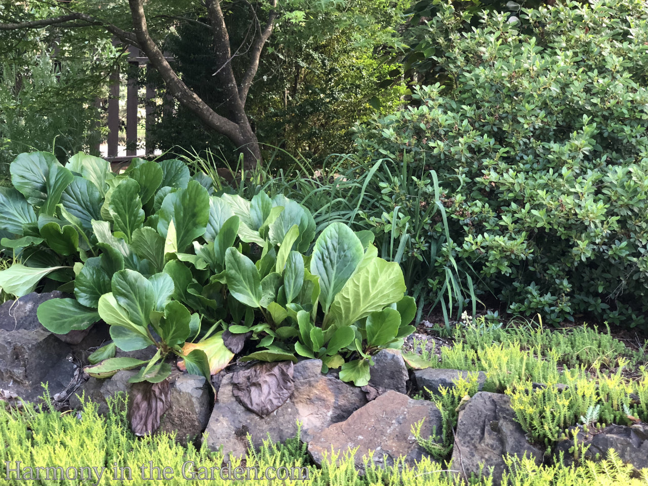 planting around tree roots