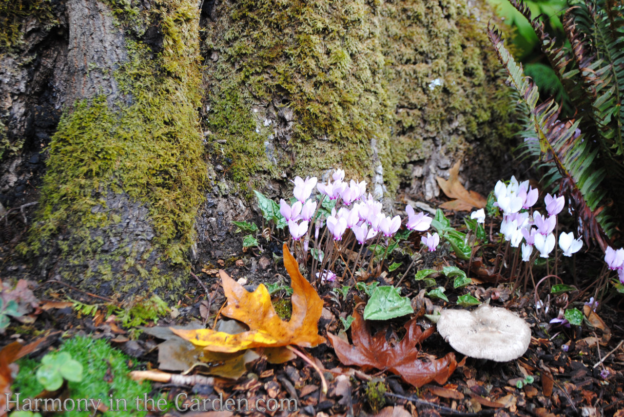 planting under trees