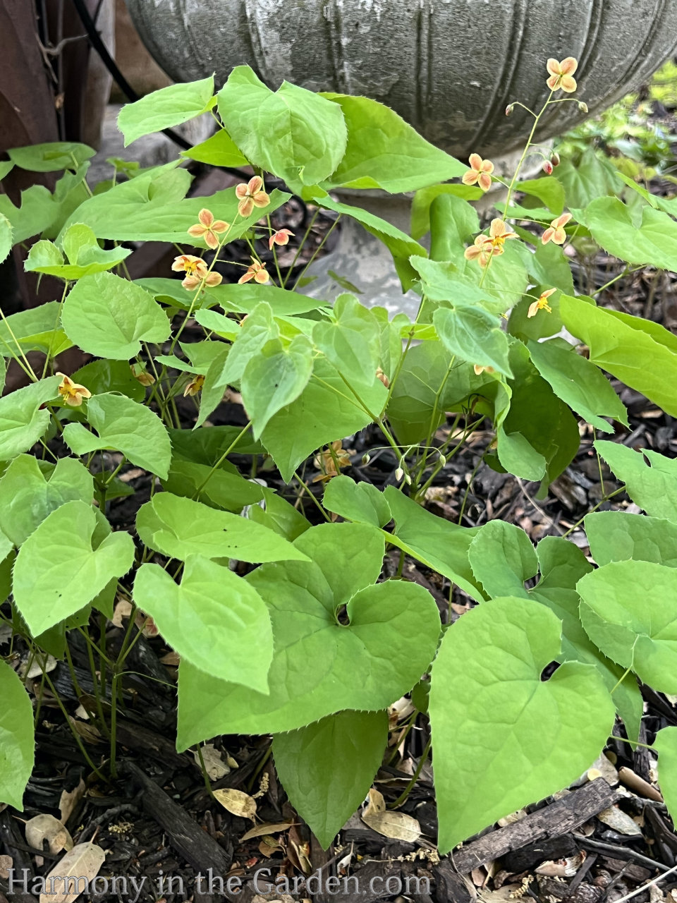 tree root plantings