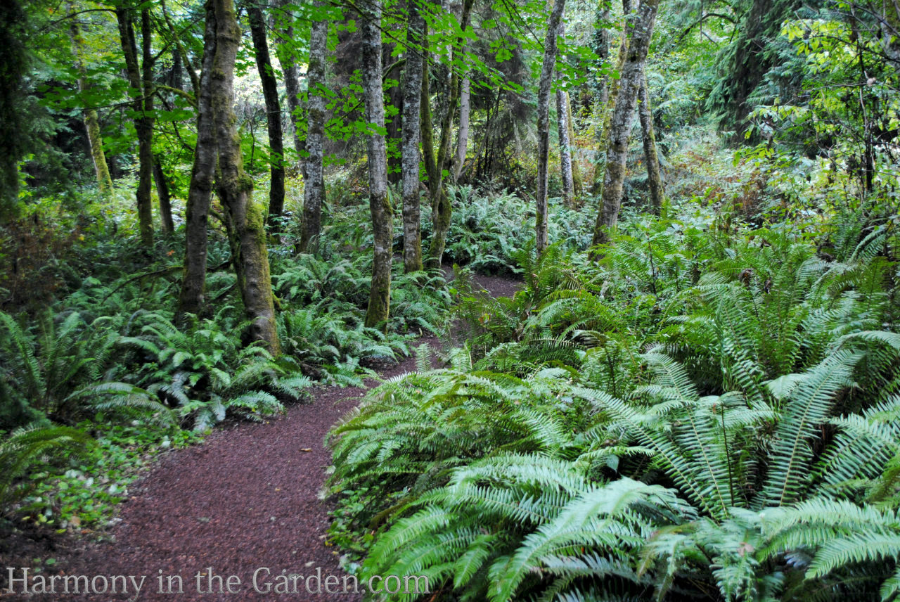 tree root plantings