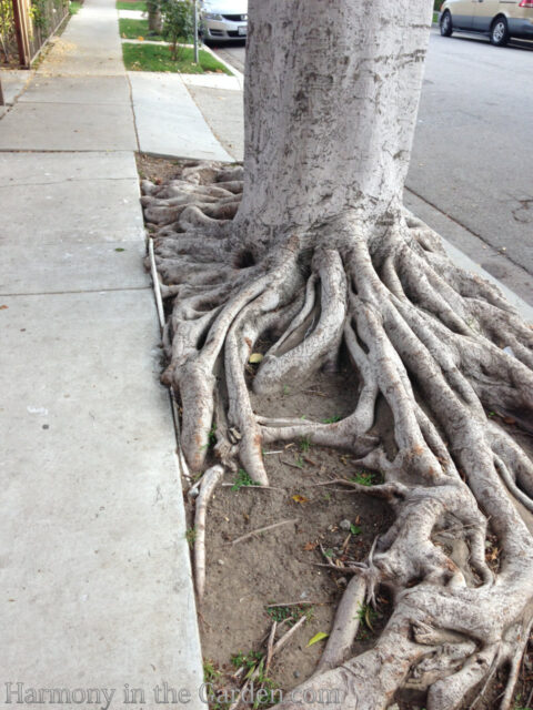 Planting Around Tree Roots - Harmony in the Garden