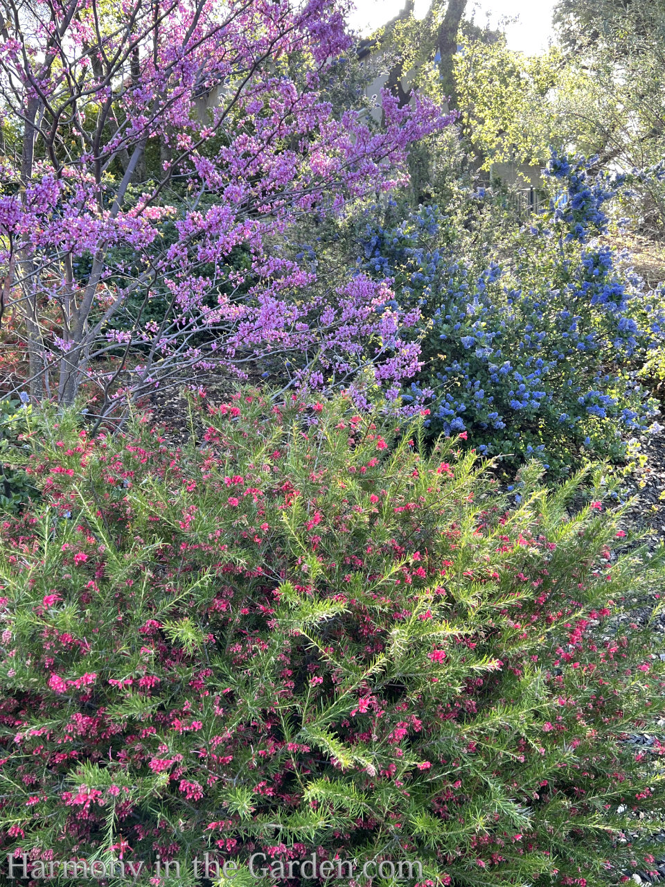 grevilleas drought-tolerant, deer-resistant