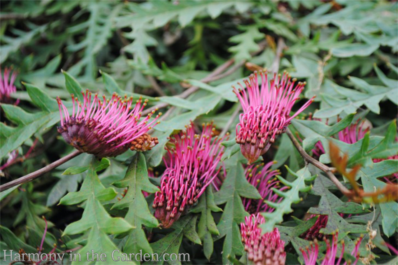 grevilleas drought-tolerant, deer-resistant