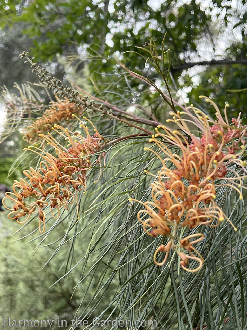 grevilleas