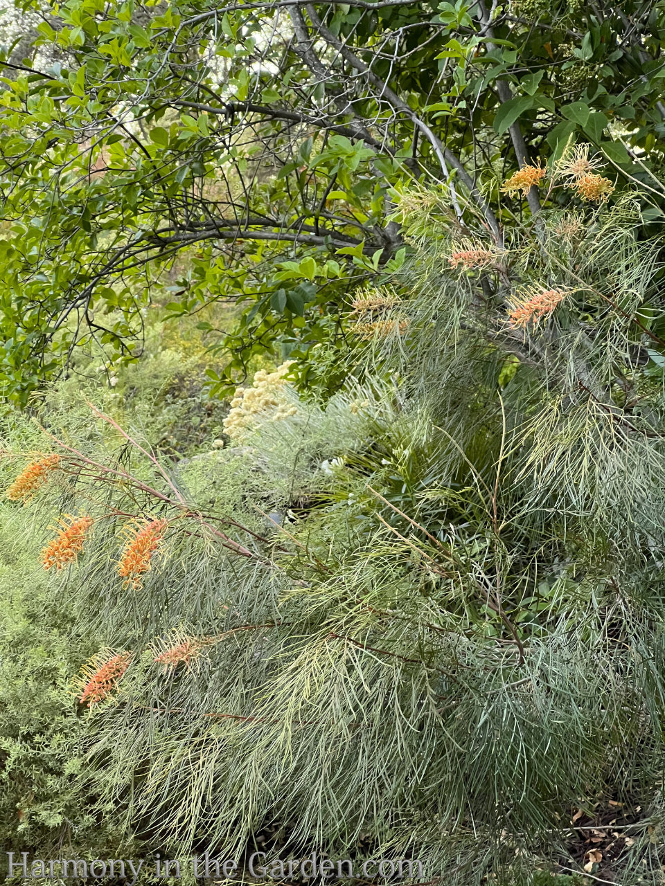 grevilleas drought-tolerant, deer-resistant