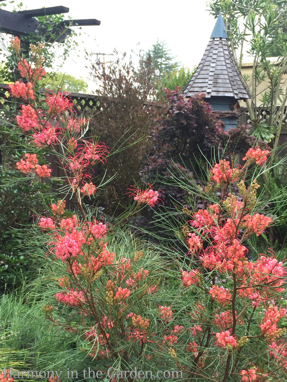 Grevilleas drought-tolerant, deer-resistant garden