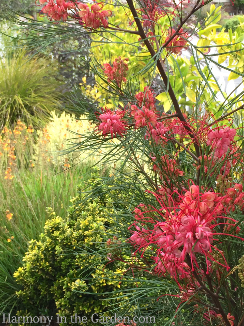 grevillea drought-tolerant, deer-resistant