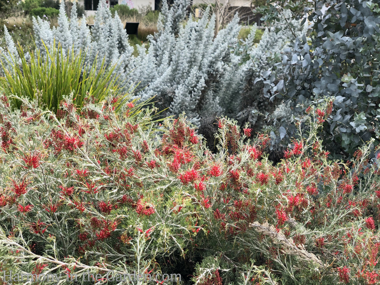 grevillea drought-tolerant