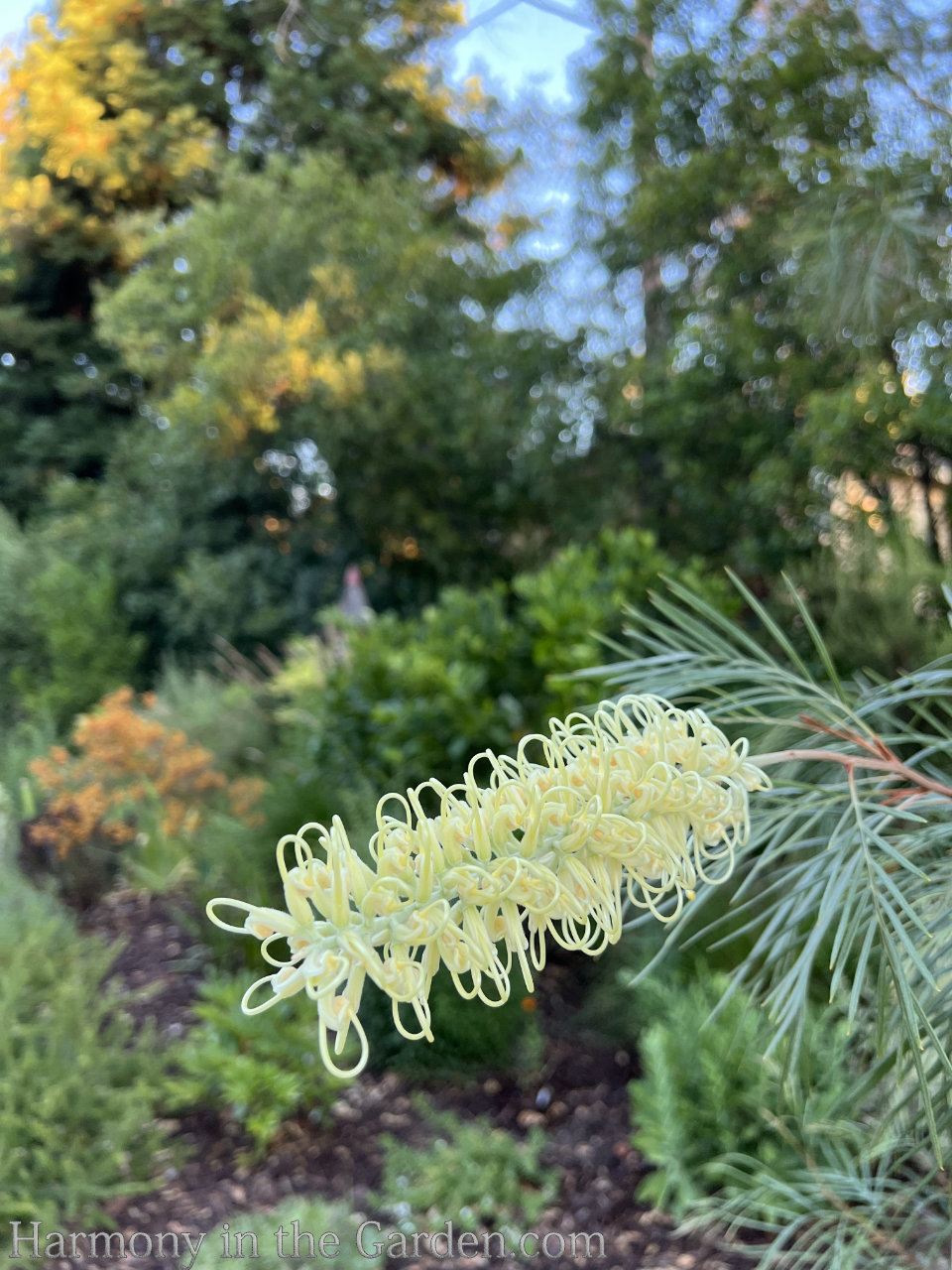 grevillea drought-tolerant, deer-resistant