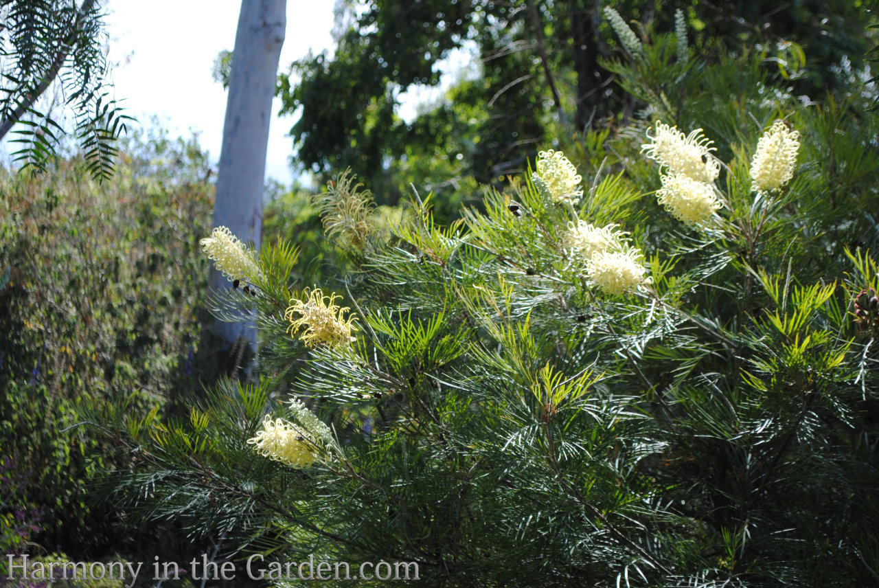 grevillea drought-tolerant, deer-resistant