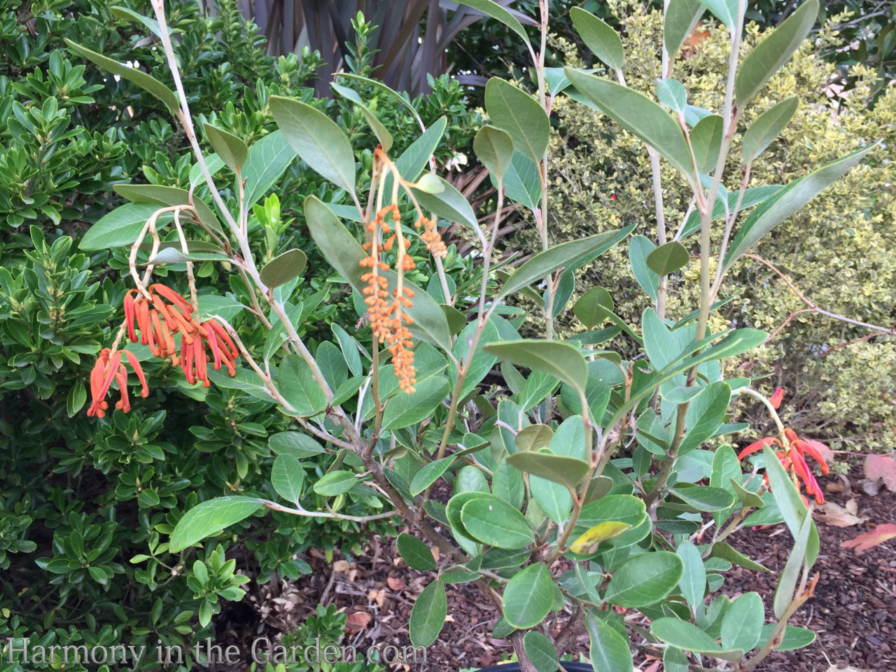 grevillea