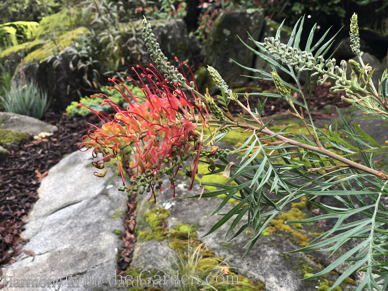 grevillea drought-tolerant, deer-resistant