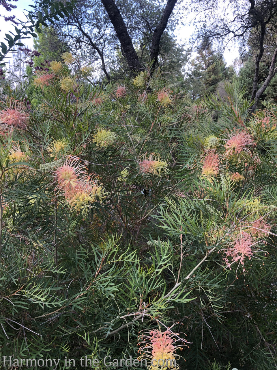 grevillea